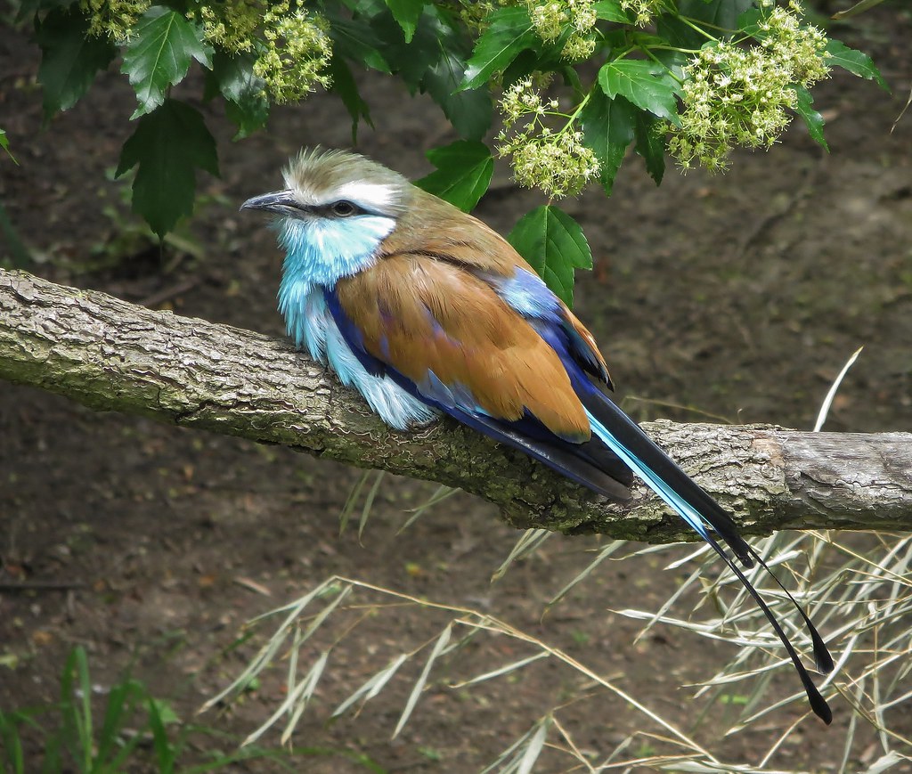 Image of Racquet-tailed Roller