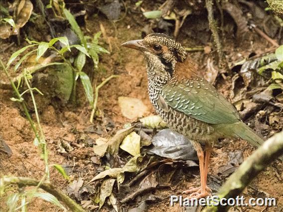 Image of Scaly Ground-roller