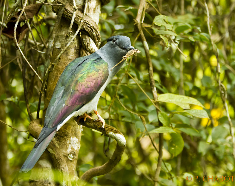 Image of Madagascar Cuckoo Roller