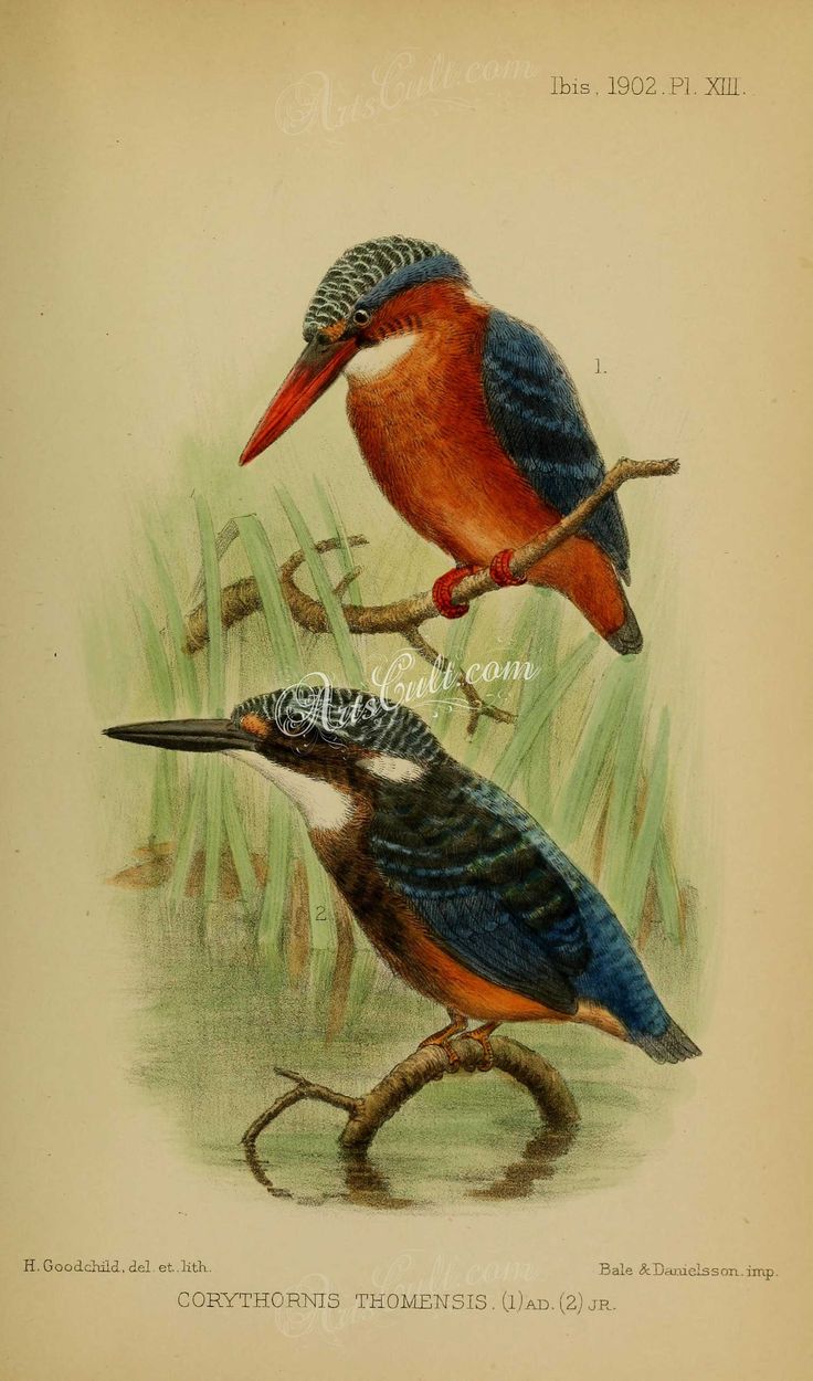 Image of Sao Tome Kingfisher