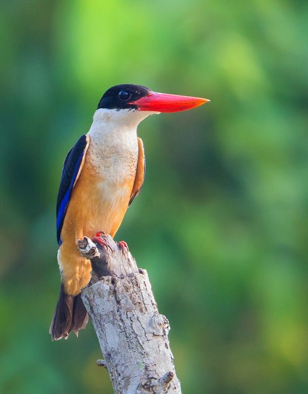 Image of Black-capped Kingfisher
