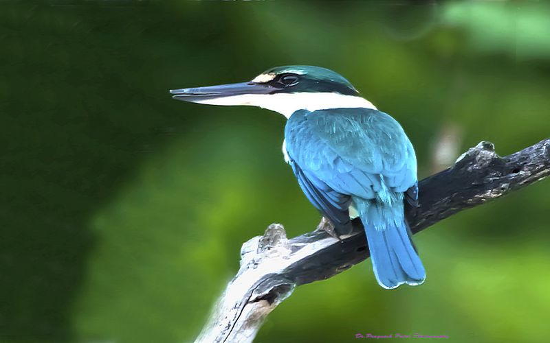Image of Collared Kingfisher