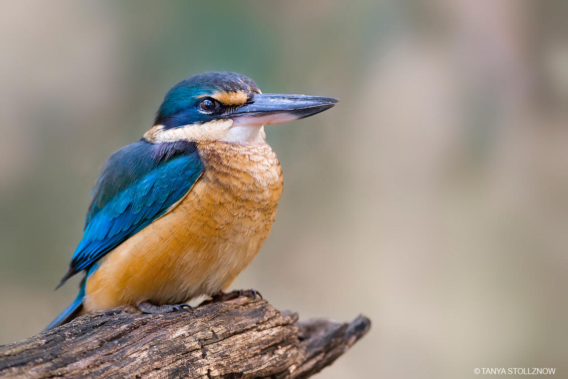 Image of Sacred Kingfisher