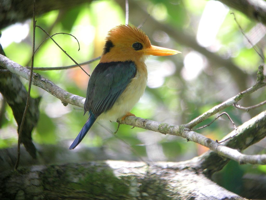Image of Yellow-billed Kingfisher