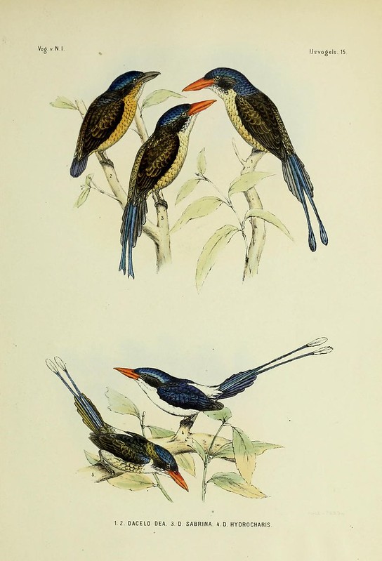 Image of Little Paradise-kingfisher