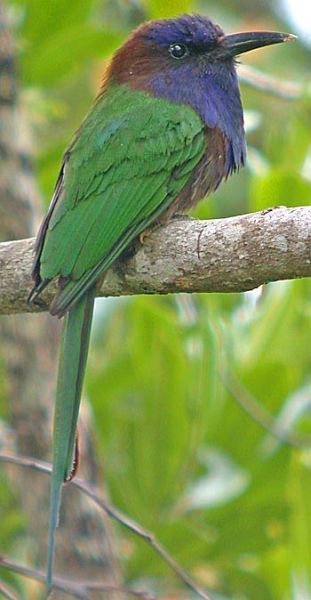 Image of Purple-bearded Bee-eater