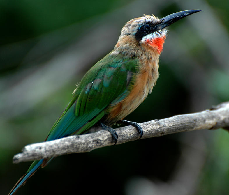 Image of White-fronted Bee-eater