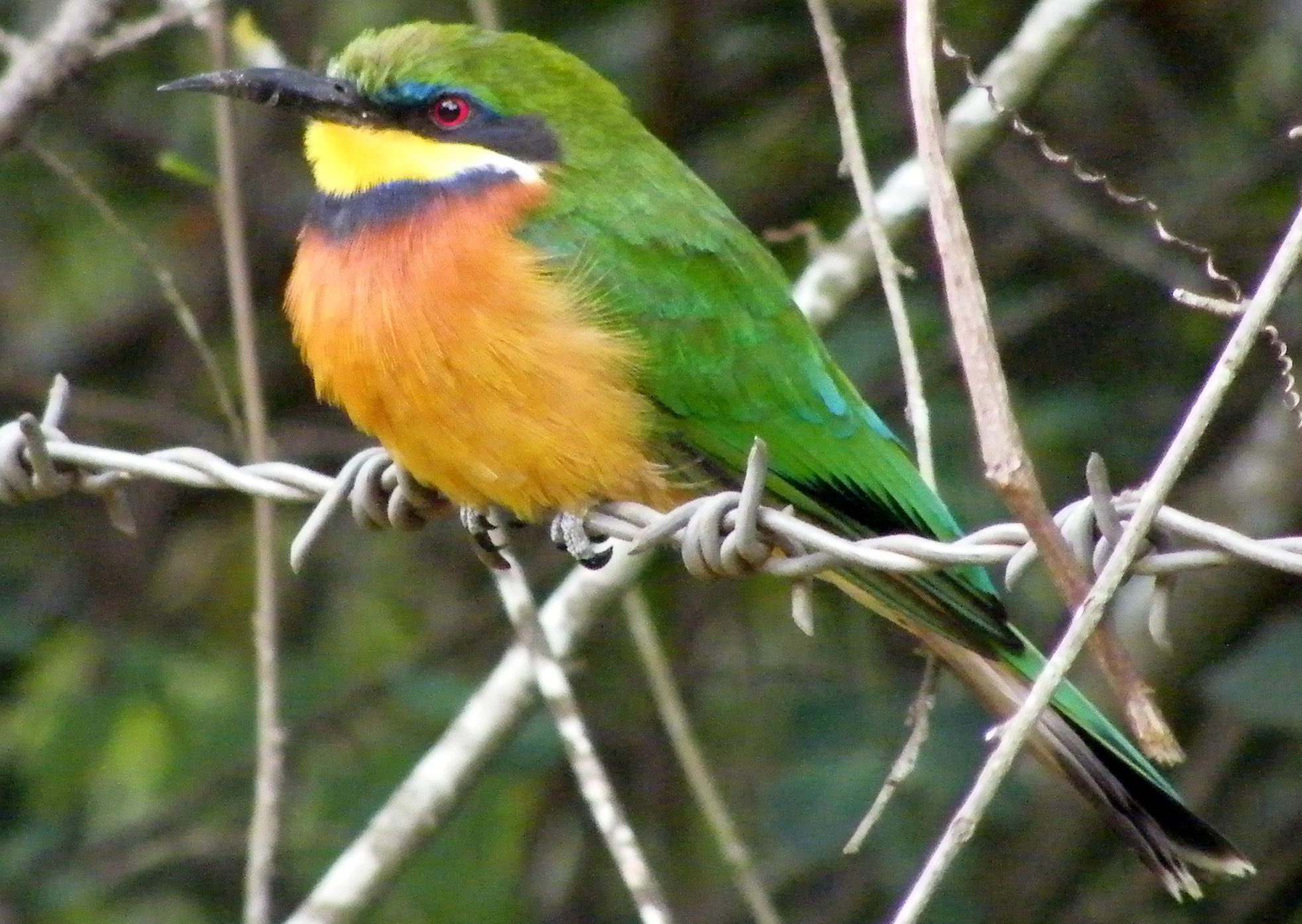 Image of Cinnamon-chested Bee-eater
