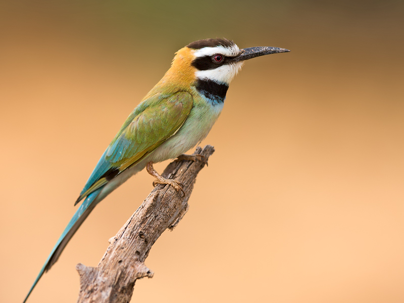 Image of White-throated Bee-eater