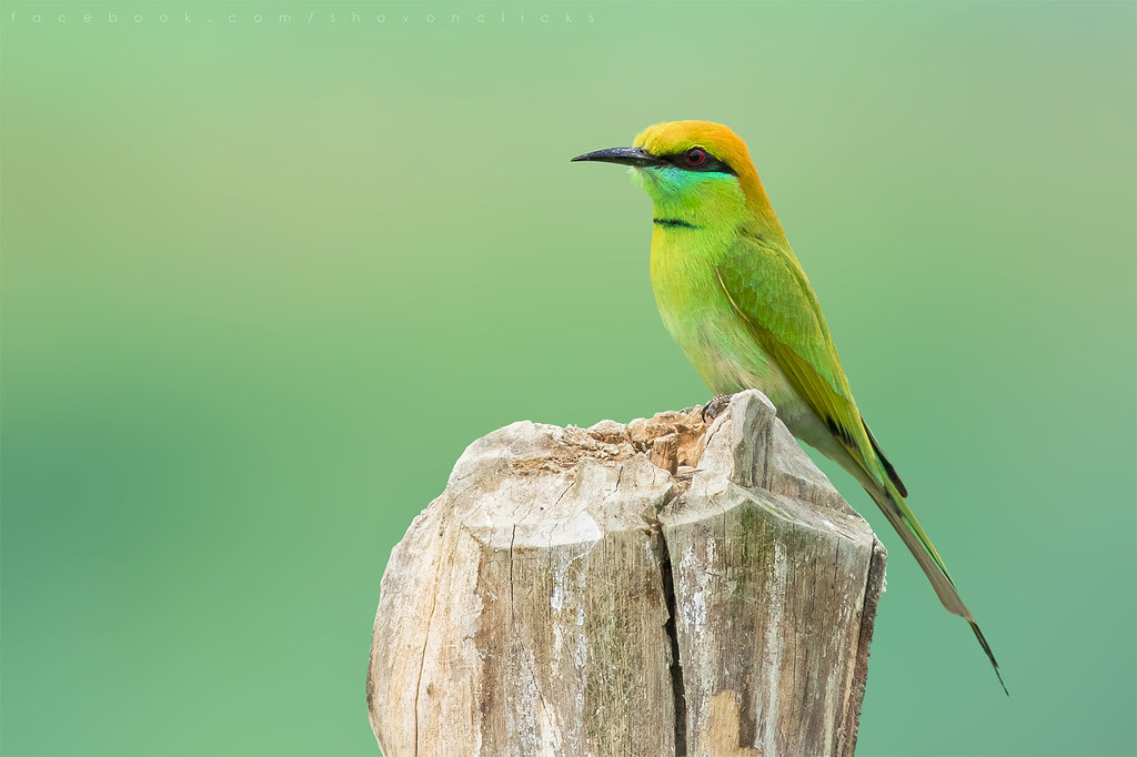Image of Little Green Bee-eater
