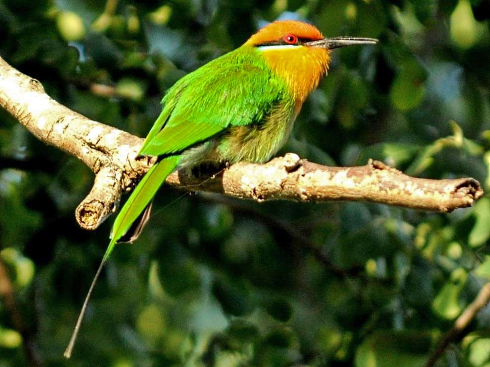 Image of Bohm's Bee-eater