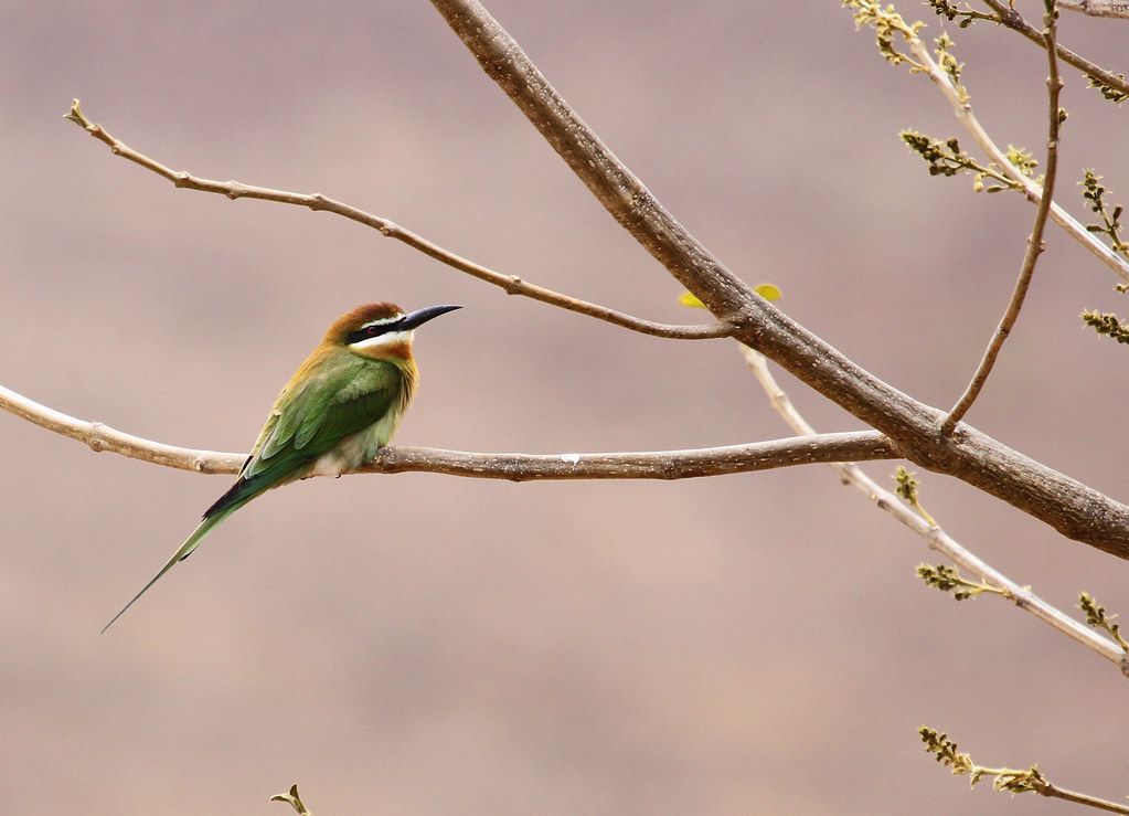 Image of Olive Bee-eater