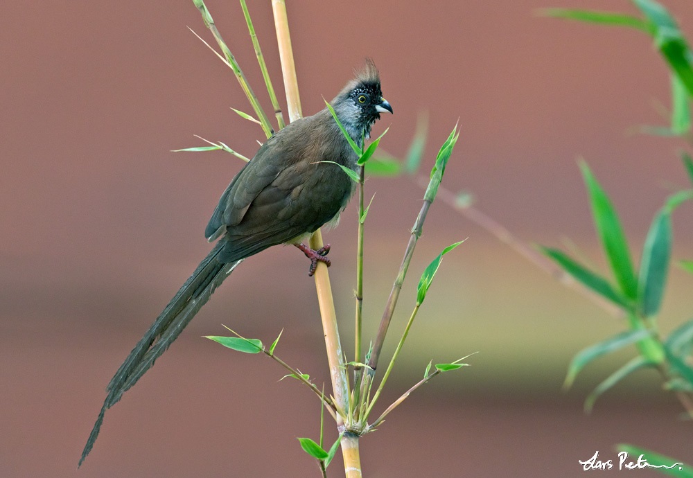 Image of Red-backed Mousebird