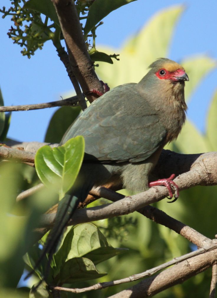 Image of Red-faced Mousebird