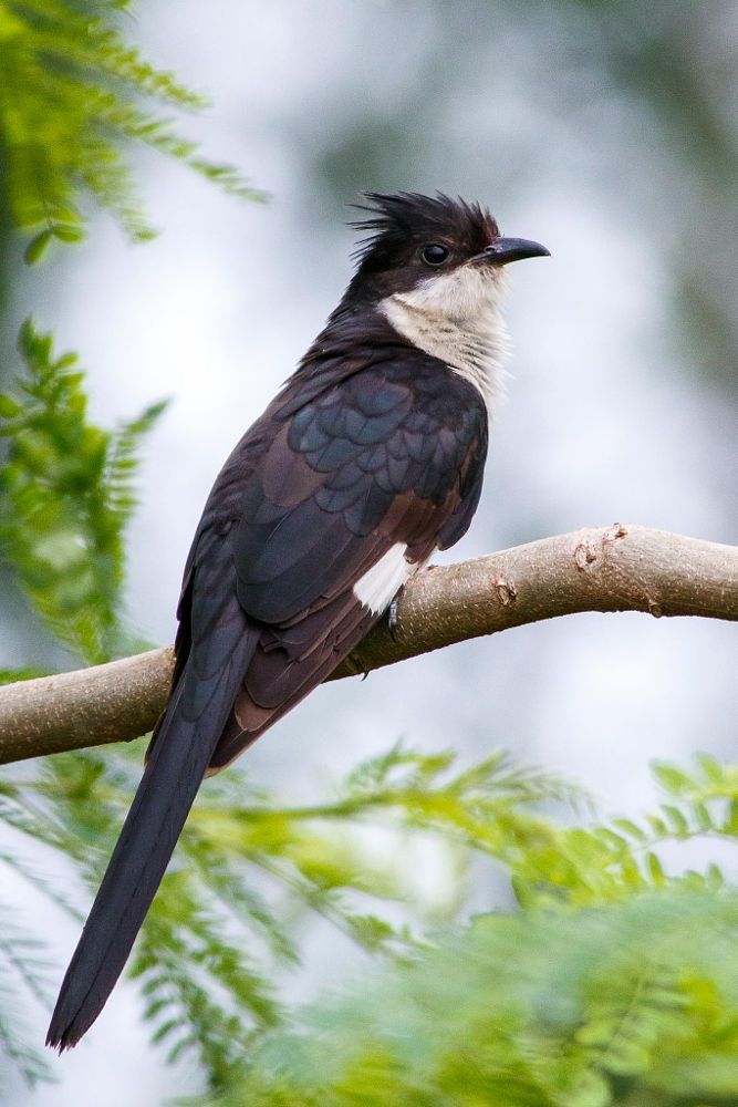 Image of Pied Cuckoo