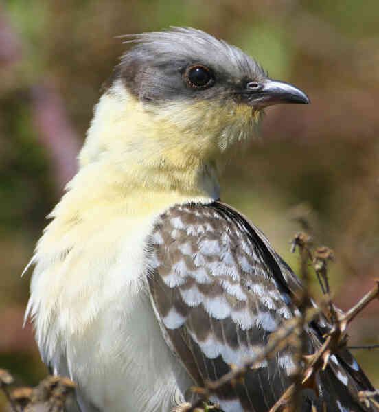 Image of Great Spotted Cuckoo