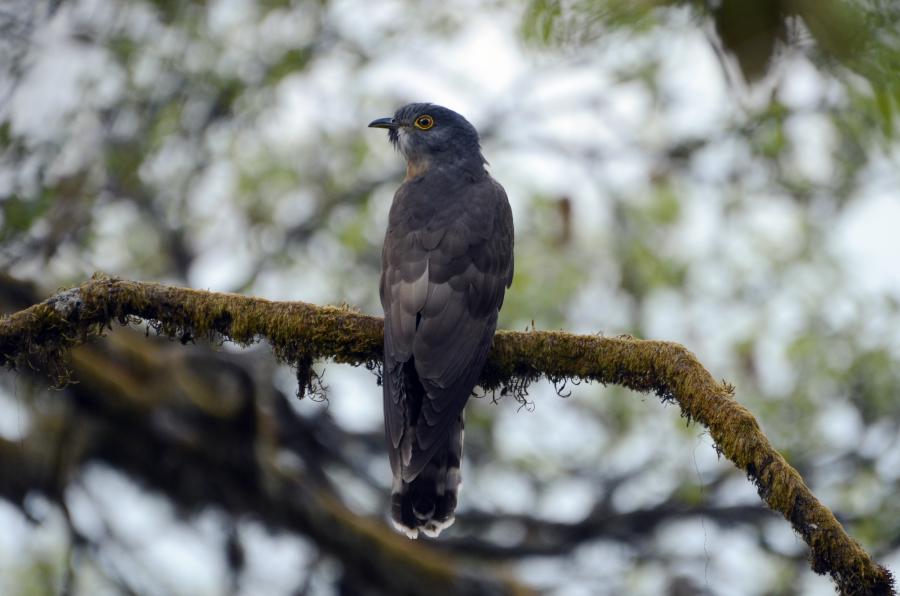 Image of Large Hawk-Cuckoo
