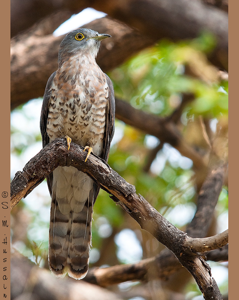 Image of Common Hawk-cuckoo