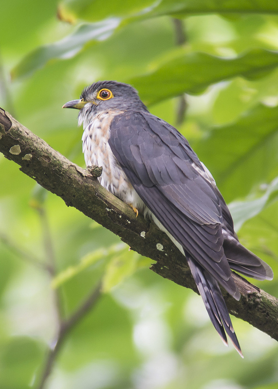Image of Malay Hawk-cuckoo