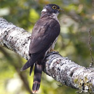 Image of Northern Hawk Cuckoo