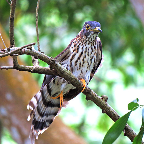 Image of Whistling Hawk-cuckoo