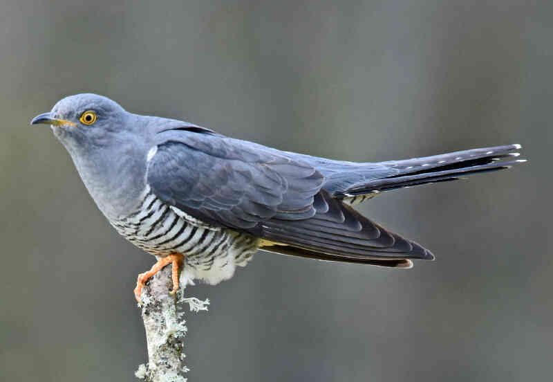 Image of Common Cuckoo