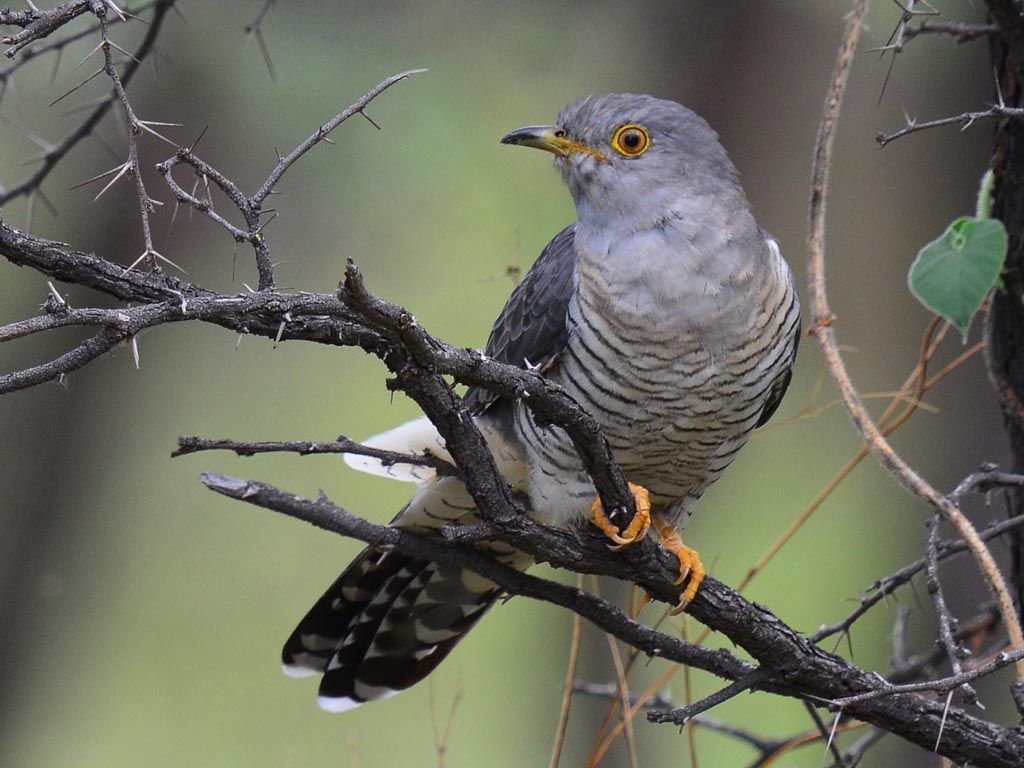 Image of African Cuckoo