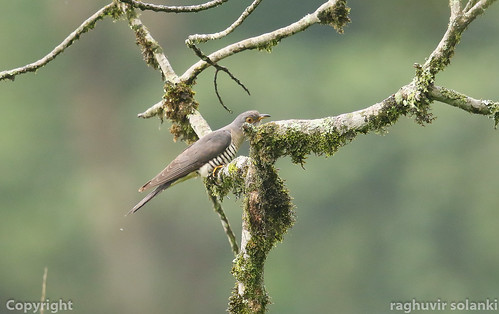 Image of Lesser Cuckoo
