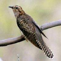 Image of Pallid Cuckoo (Juvenile)