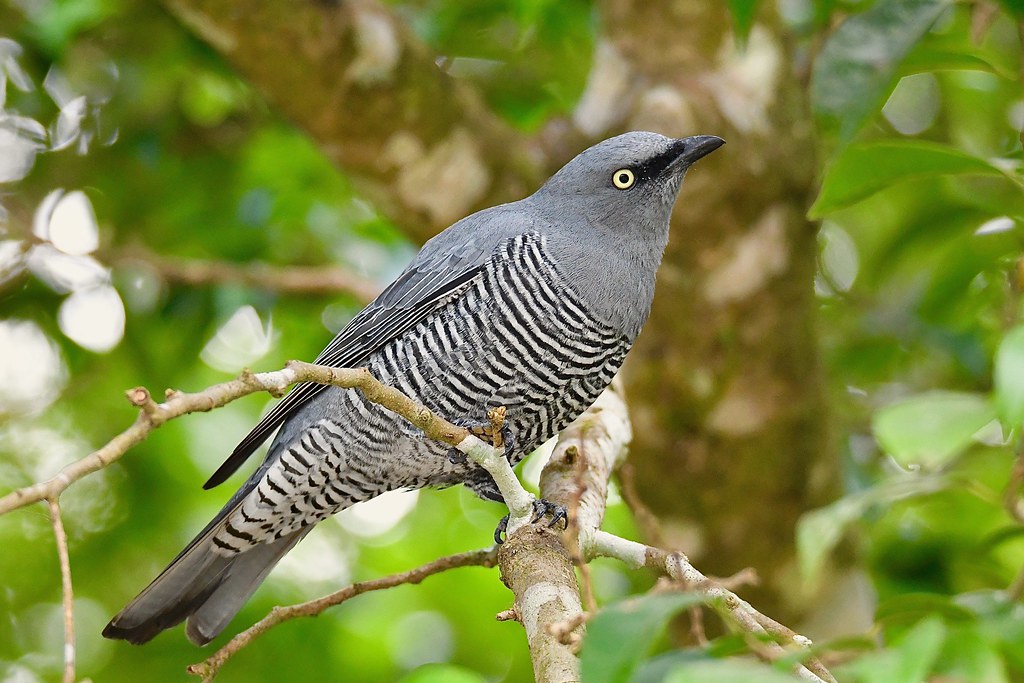 Image of Barred Long-tailed Cuckoo