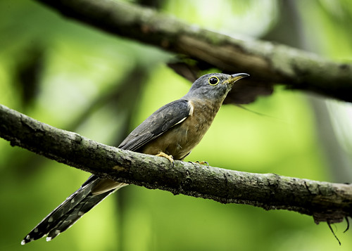 Image of Rusty-breasted Cuckoo
