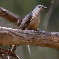 Image of Brush Cuckoo