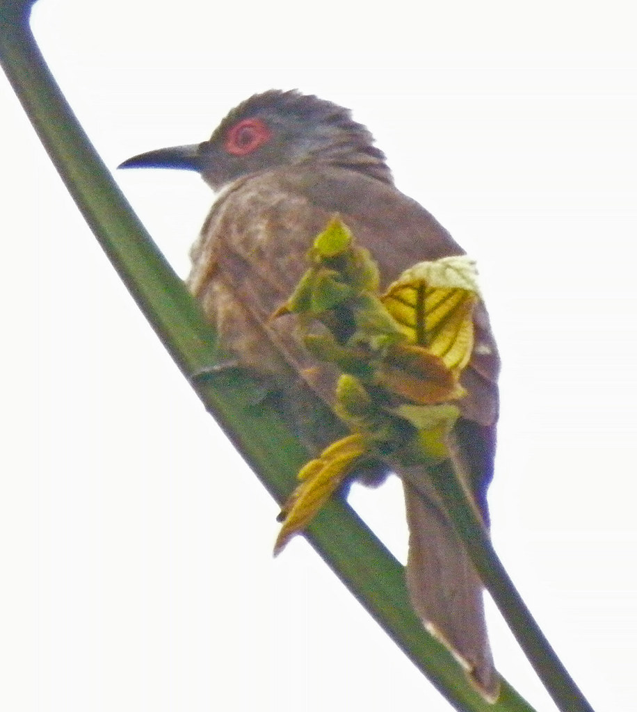 Image of Long-billed Cuckoo
