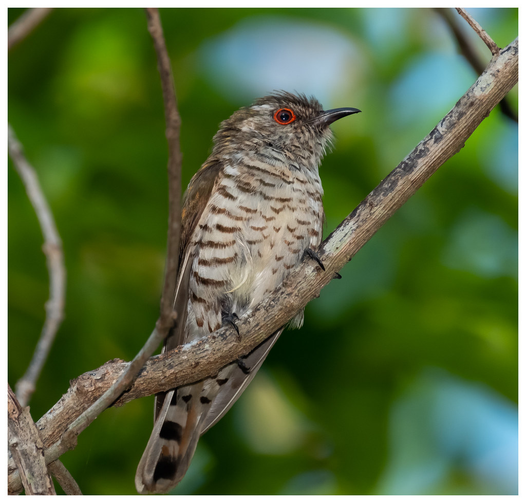 Image of Little Bronze-Cuckoo