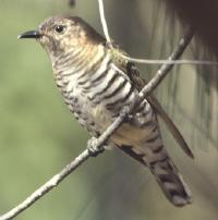 Image of Shining Bronze-cuckoo