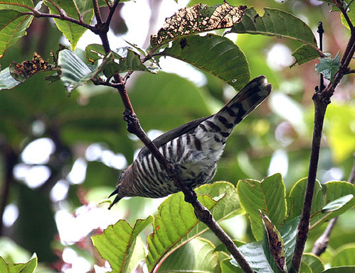 Image of Rufous-throated Bronze-cuckoo