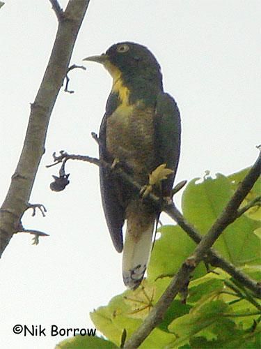 Image of Yellow-throated Cuckoo