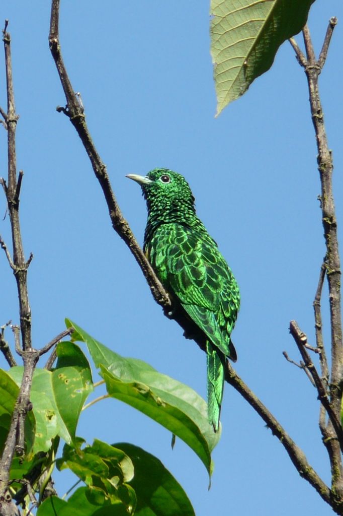 Image of African Emerald Cuckoo