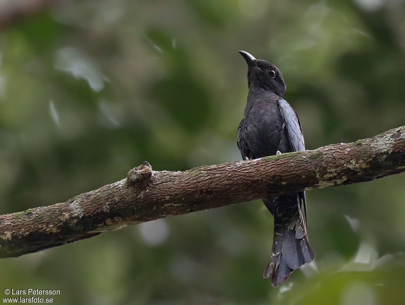 Image of Square-tailed Drongo-cuckoo