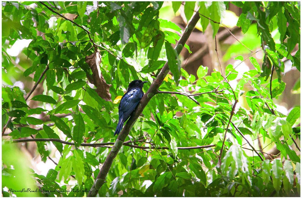 Image of Philippine Drongo-cuckoo