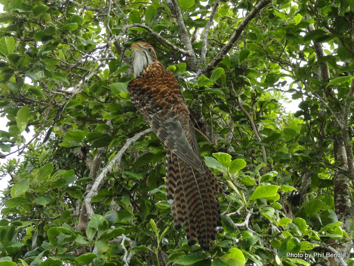 Image of Long-tailed Koel
