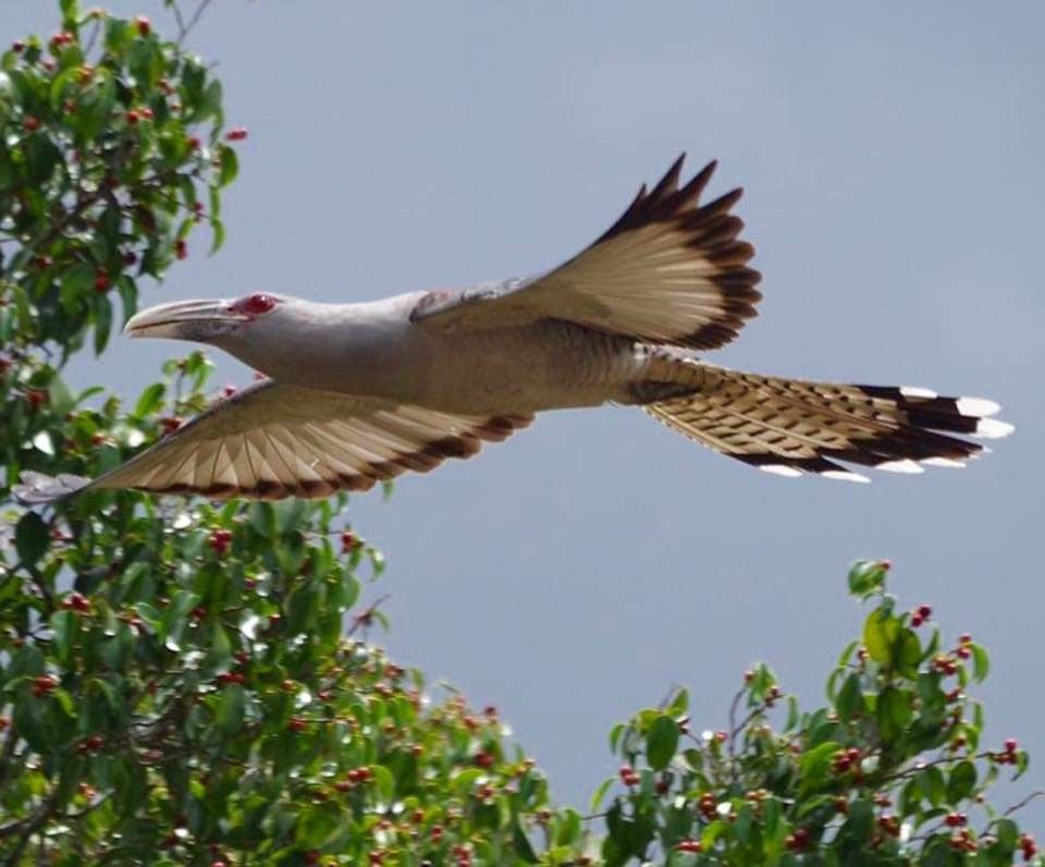 Image of Channel-billed Cuckoo