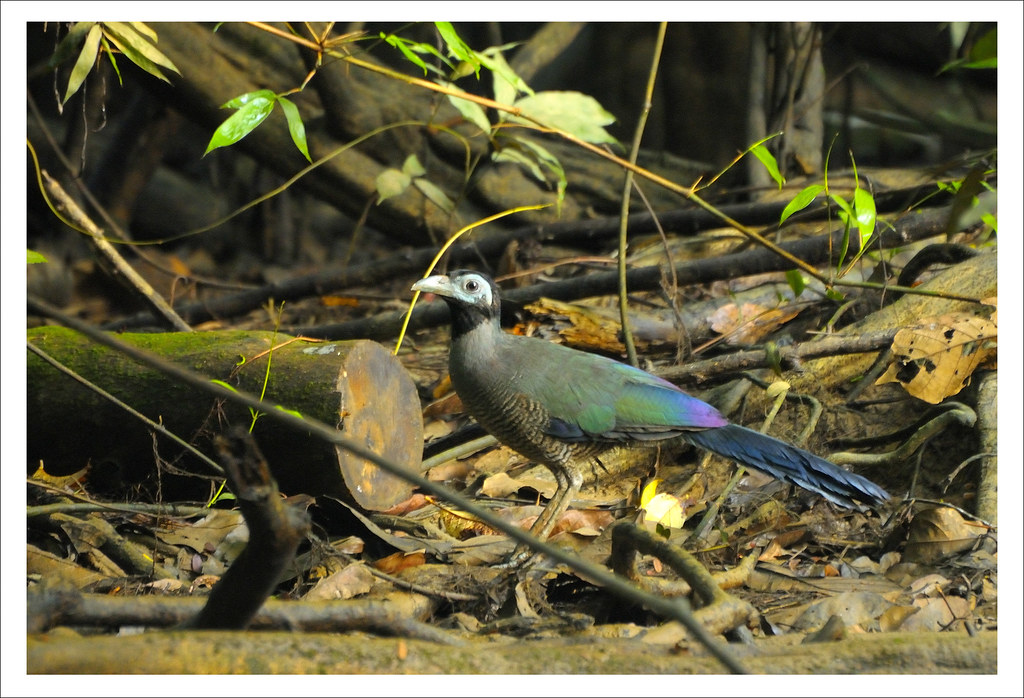 Image of Bornean Ground-cuckoo