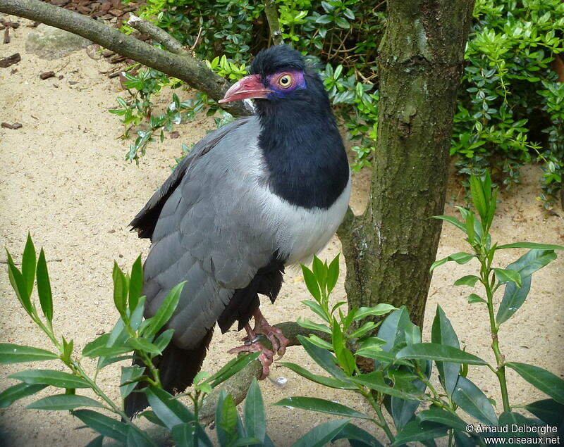Image of Coral-billed Ground-cuckoo