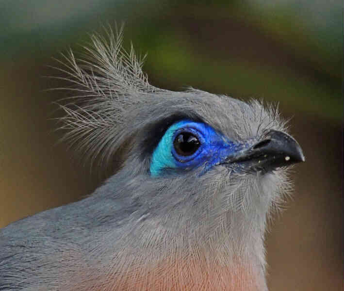 Image of Crested Coua