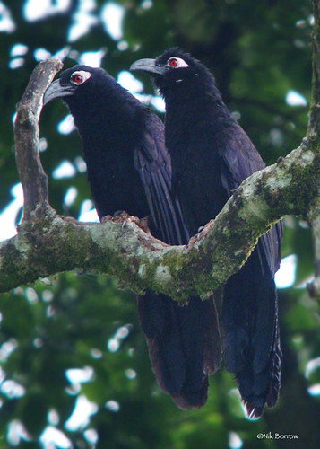 Image of Violaceous Coucal