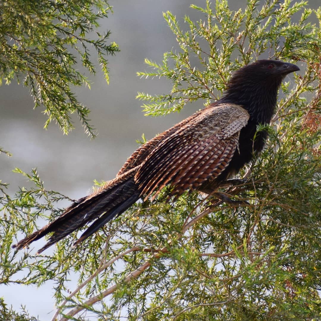 Image of Pheasant Coucal