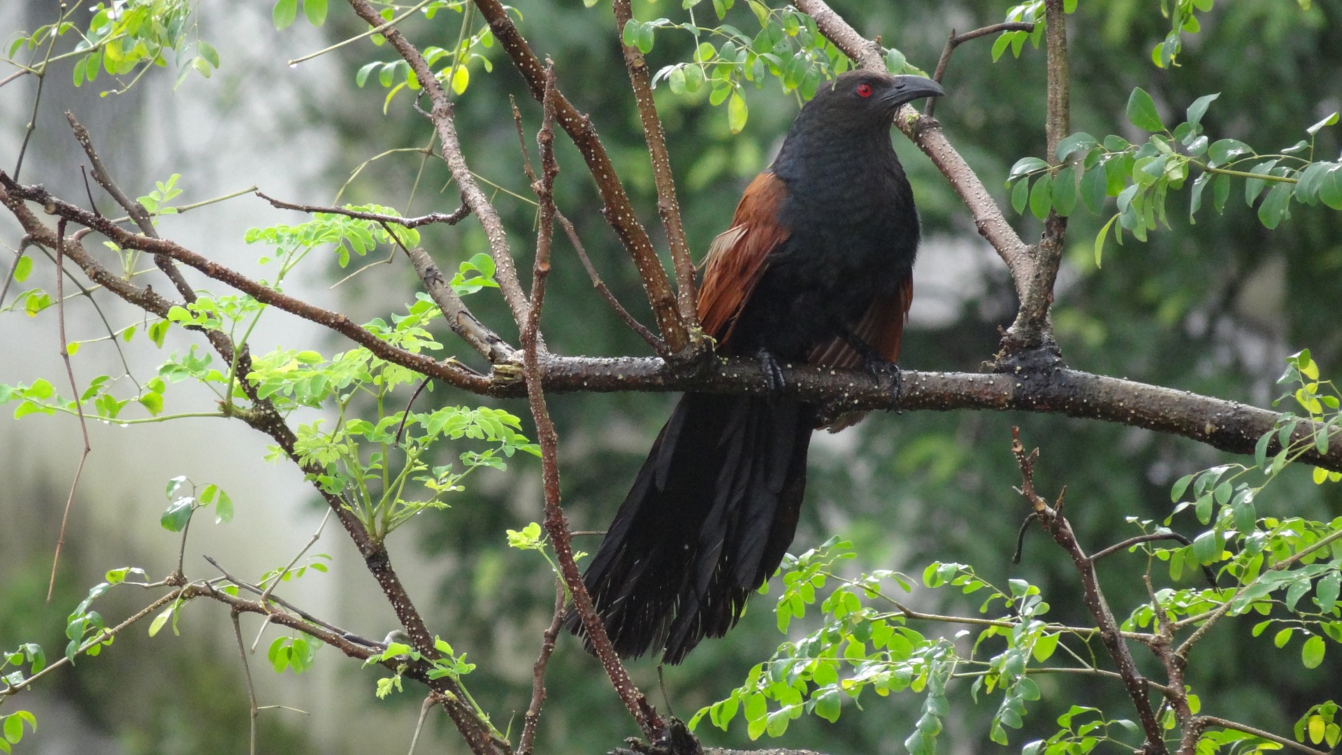 Image of Black-billed Coucal