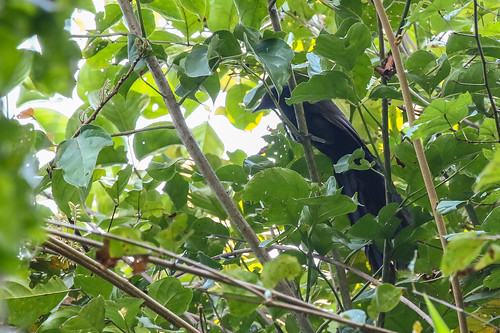Image of Black-hooded Coucal