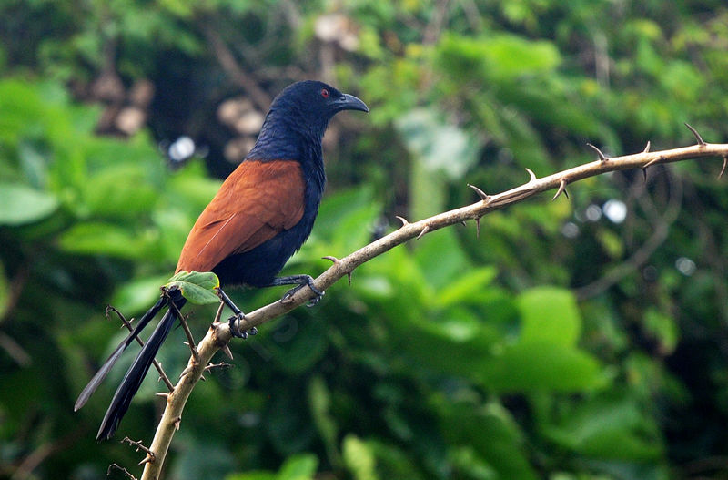 Image of Greater Coucal